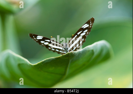 Neptis hylas. Papillon marin commun perché sur une feuille dans la campagne indienne. L'Andhra Pradesh, Inde Banque D'Images