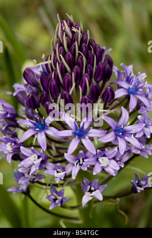 Squill Scilla peruviana péruvienne en fleur originaire d'Andalousie au sud ouest de l'Espagne Banque D'Images