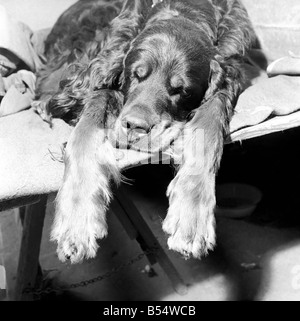 Le salon de l'Association Ladies Kennel à Olympie a produit des entrées dans tout le pays. Toutes les races de chiens ont été exposées. Novembre 1953 D6568 Banque D'Images