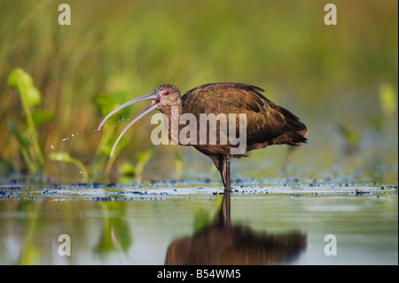 Ibis à face blanche Plegadis chihi Sinton alimentation adultes Corpus Christi Texas USA Coastal Bend Banque D'Images