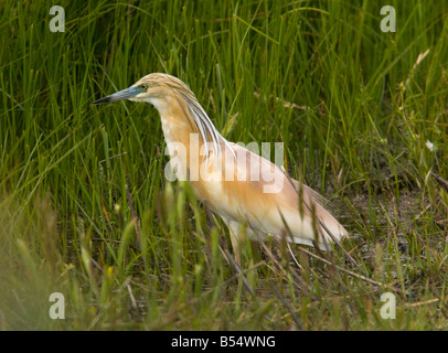 Crabier chevelu Ardeola ralloides en plumage nuptial printemps Coto Donana Coto Donana Andalousie Banque D'Images