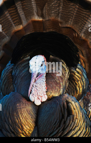 Wild Turkey Meleagris gallopavo homme afficher Sinton Coastal Bend Corpus Christi Texas USA Banque D'Images