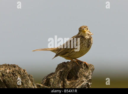 Bruant Proyer (Miliaria mâle calandra) chanson sur la perche, le printemps (saison de reproduction), Espagne Banque D'Images