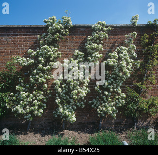 Cordon poiriers en pleine floraison contre un vieux mur de jardin Banque D'Images