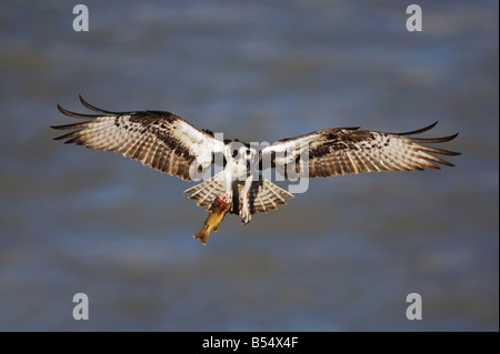 Balbuzard pêcheur Pandion haliaetus hot en vol rivière Yellowstone Parc National de Yellowstone, Wyoming, USA Banque D'Images