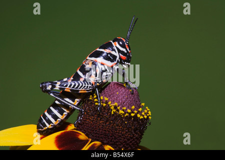 Dactylotum sauterelle peint bicolor adulte sur feuilles Embrassantes Coneflower Sinton Corpus Christi Texas USA Coastal Bend Banque D'Images