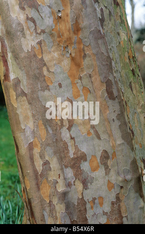 Arbres d'ornement Stewartia ovata écorce à motifs Banque D'Images