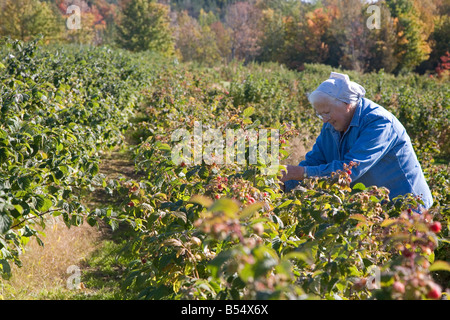 77-Year-Old Woman Picks framboises sur Farm Banque D'Images