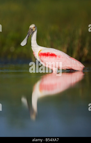 Ajaia ajaja Roseate Spoonbill Sinton adultes Corpus Christi Texas USA Coastal Bend Banque D'Images