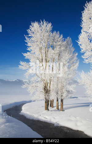 Arbre peuplier Populus sp frost couverts Lamar Valley Parc National de Yellowstone au Wyoming USA Banque D'Images