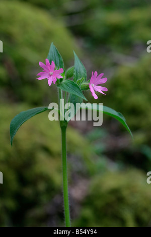 Red campion Silene dioica woodland Banque D'Images