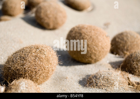 Des algues séchées à la réserve naturelle près de la ville de plage Noto Sicile Italie Banque D'Images