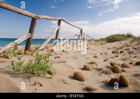 Des algues séchées à la réserve naturelle près de la ville de plage Noto Sicile Italie Banque D'Images