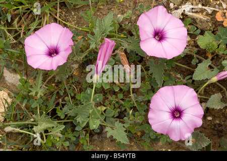 Liseron des champs Convolvulus althaeoides feuilles mauve du sud ouest de l'Espagne Andalousie Banque D'Images