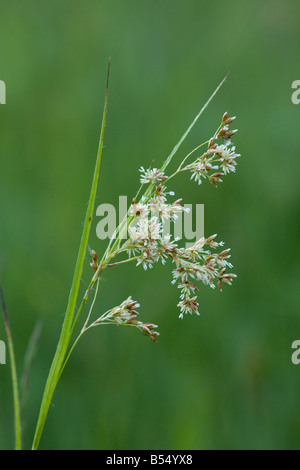 Luzula Piatra Craiulu Mountains National Park Roumanie Banque D'Images