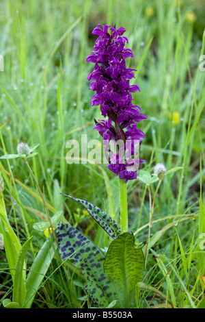 Feuillus Marsh Orchid Dactylorhiza majalis Piatra Craiulu Parc National des Montagnes de Roumanie Banque D'Images