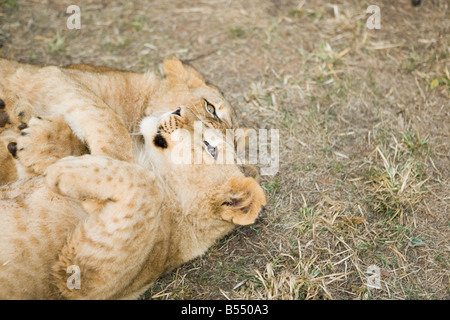 Lion d'Oursons jouant dans la brousse, Gauteng, Afrique du Sud Banque D'Images