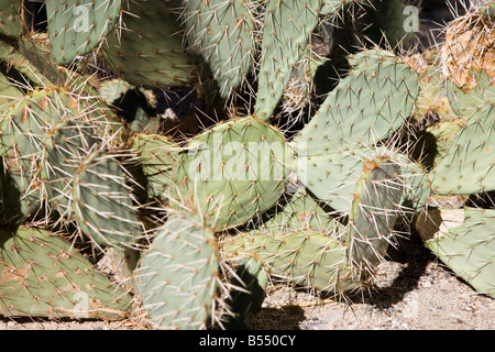 Cactus, Joshua Tree National Park en Californie, USA Banque D'Images