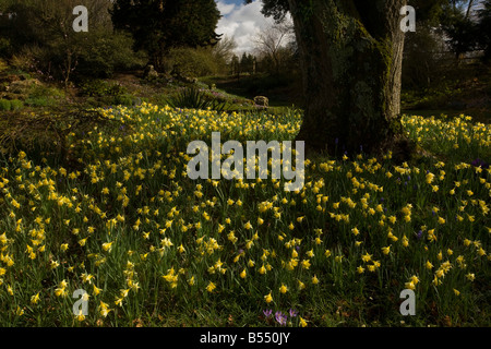 Les jonquilles sauvages Narcissus pseudonarcissus dans l'enceinte de l'abbaye de Forde Dorset début du printemps Banque D'Images