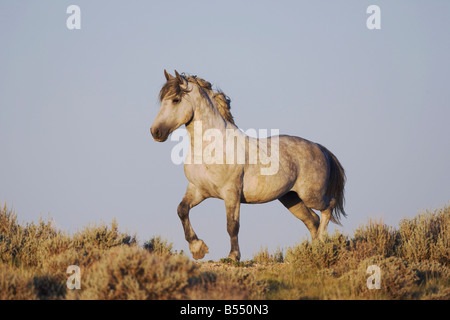 Cheval Mustang Equus caballus hot Pryor Mountain Wild Horse gamme Montana USA Banque D'Images