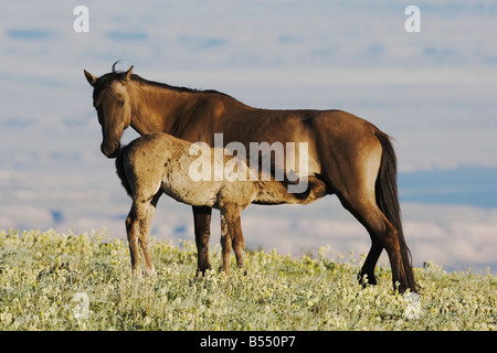 Cheval Mustang Equus caballus mare et soins infirmiers colt Pryor Mountain Wild Horse gamme Montana USA Banque D'Images