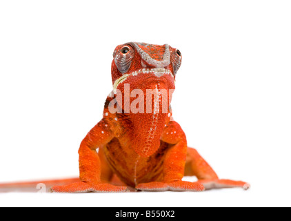 Chameleon Furcifer Pardalis Sambava 2 ans devant un fond blanc Banque D'Images