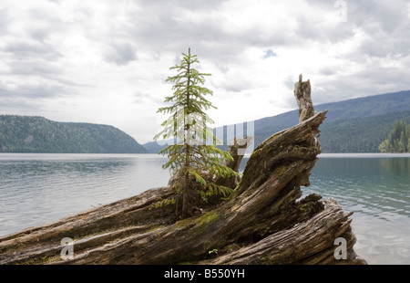 Sapin solitaire sur driftwood Clearwater Lake Parc provincial Wells Gray British Columbia Canada Banque D'Images