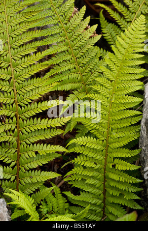 Bouclier dur (fougère Polystichum aculeatum) croissant dans un gryke dans lapiez, démarche Barrows NNR, Cumbria, England, UK Banque D'Images