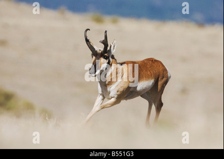 L'antilocapre Antilocapra americana homme exécutant le Parc National de Yellowstone au Wyoming USA Banque D'Images