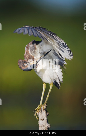 Aigrette tricolore Egretta tricolor Sinton lissage adultes Corpus Christi Texas USA Coastal Bend Banque D'Images