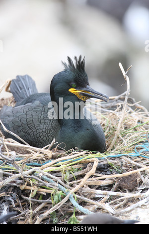 SHAG Phalacrocorax aristotelis ASSIS SUR SON NID VUE AVANT CLOSE UP Banque D'Images