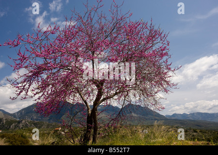 Cercis siliquastrum arbre de Judée en fleur dans la campagne grecque La Grèce Mani Peninsula Banque D'Images