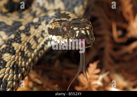 L'additionneur de Vipera berus avec détection d'effleurement de la langue Banque D'Images