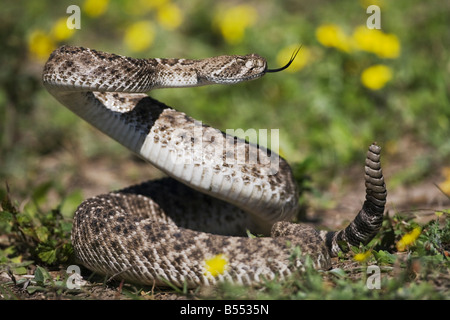 Western Diamondback Rattlesnake adultes Crotalus atrox en posture de défense Sinton Corpus Christi Texas USA Coastal Bend Banque D'Images