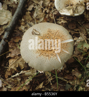 L'Amanita rubescens blusher a ouvert le couvercle de champignon comestible Banque D'Images