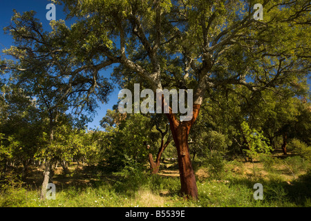 Le chêne-liège Quercus suber arbre avec écorce a récemment réduit pour cork Grazalema Andalousie Espagne du sud ouest Banque D'Images