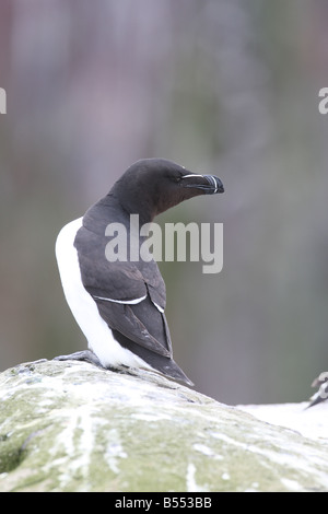 Petit pingouin (Alca torda) SITTING ON ROCK SIDE VIEW Banque D'Images