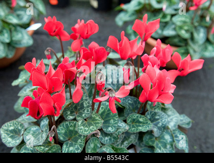 Primulaceae Cyclamen mélangées Banque D'Images