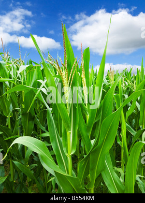 Les plants de maïs en été Banque D'Images