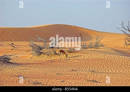 Gazella subgutturosa marica gazelle des sables dans les dunes, Dubai Desert Conservation Reserve Banque D'Images