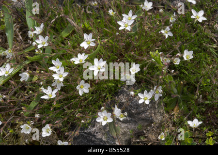 Printemps sandwort Minuartia verna croissant sur les terrils de la mine de plomb à Priestcliffe Membaca dans le Derbyshire Peak District Banque D'Images