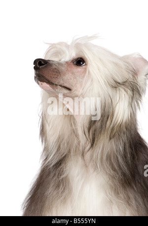 Chien Chinois à Crête devant un fond blanc Banque D'Images