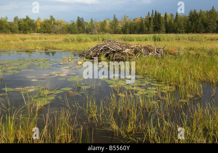 Étang de castors dans la petite baie de Rainy Lake Narrows Brule Parc National Voyageurs Minnesota USA Banque D'Images