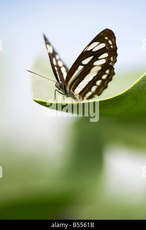 Neptis hylas. Papillon marin commun perché sur une feuille dans la campagne indienne. L'Andhra Pradesh, Inde Banque D'Images