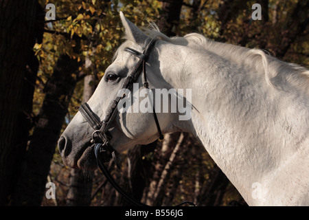 Cheval blanc dans l'après-midi d'automne dans le parc solaire Banque D'Images