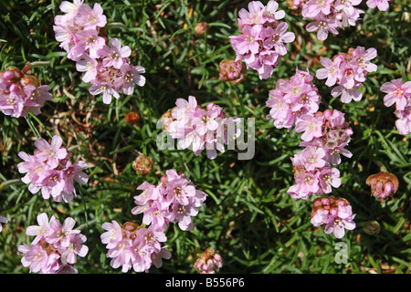 THRIFT Armeria maritima CLOSE UP OF FLOWERS Banque D'Images