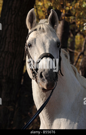 Cheval blanc dans l'après-midi d'automne dans les bois solaire Banque D'Images