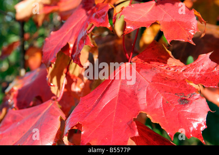 PALTINOIDES ACER CRIMSON KING AGA AUTOMNE COULEUR Banque D'Images