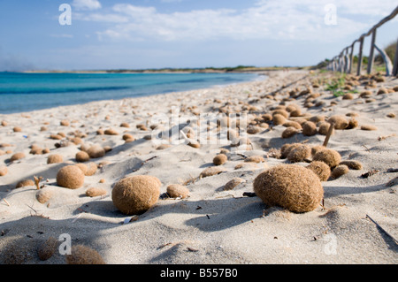 Des algues séchées à la réserve naturelle près de la ville de plage Noto Sicile Italie Banque D'Images