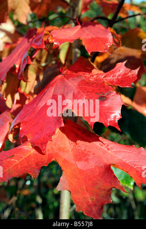 PALTINOIDES ACER CRIMSON KING AGA AUTOMNE COULEUR Banque D'Images